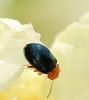 Podagrica sp.